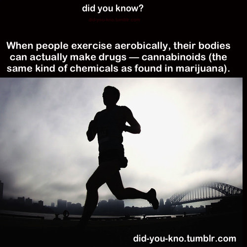 Runner Things #2475: When people exercise aerobically, their bodies can actually make drugs - cannabinoids (the same kind of chemicals as found in marijuana). - fb,running