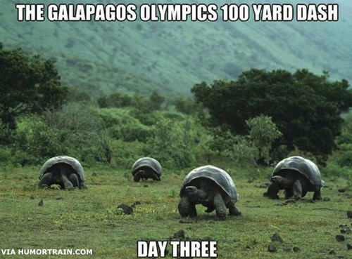 Runner Things #26: The Galapagos Olympics 100 Yard Dash: Day Three